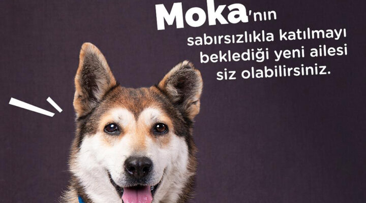 Sahiplen İstanbul Projesi ile 218 Köpek sıcak yuvaya kavuştu